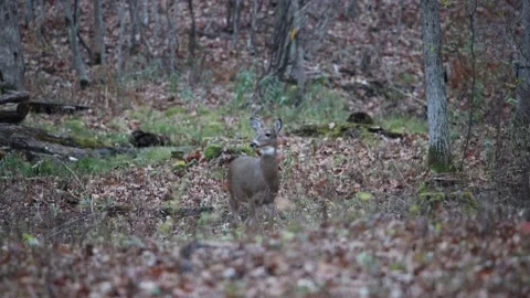 White-tailed doe cautiously walking Stock Footage 142100452