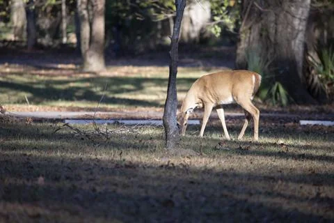 White-Tailed Doe Foraging Stock Photos