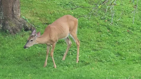 White-tailed doe grazing in lush green backyard Stock Footage 340046828