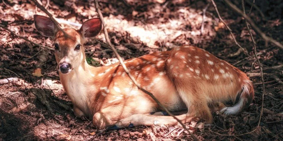 White-tailed doe lying down in woods Stock Photos