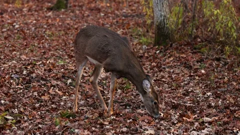 White-tailed Doe missing a front leg Stock Footage 220730626