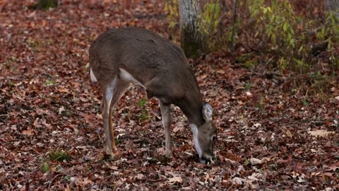 White-tailed Doe (Odocoileus virginianus) missing a front leg Stock Footage 220874098