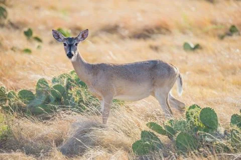 White-tailed Doe Foto stock