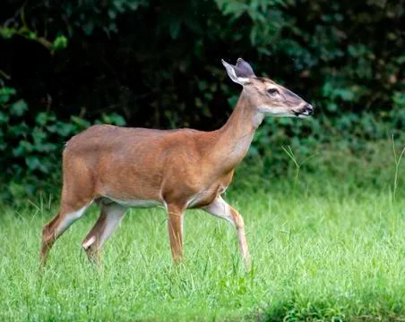 White-tailed doe Stock Photos