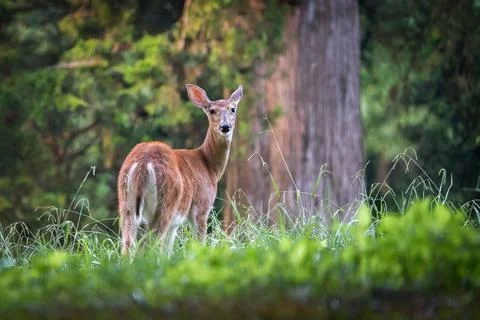 White-tailed Doe Foto stock