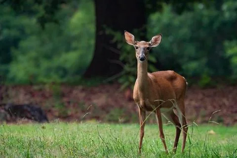 A white-tailed Doe Stock Photos