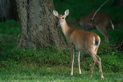 White-tailed Doe Foto stock