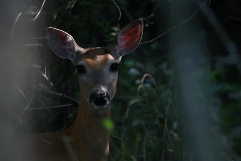 White tailed doe Stock Photos