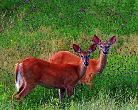 White-tailed Does Stock Photos