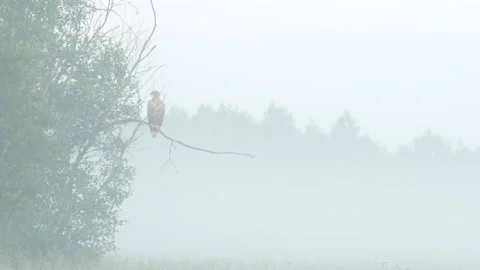 White tailed eagle 1b Haliaeetus albicilla on perch in early morning mist Video stock 148517598