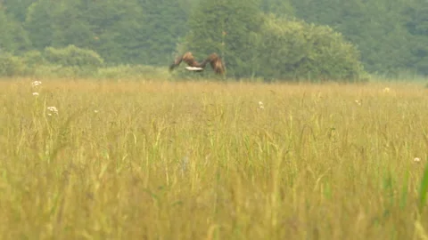 White tailed eagle 2 Haliaeetus albicilla adult leaves perch and circles Stock Footage 148517681