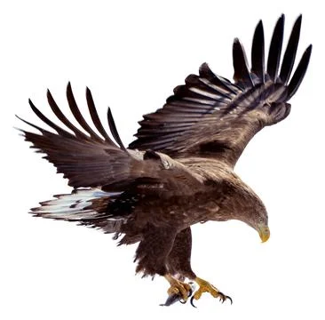 A white-tailed eagle is about to land on the snow. It holds a fish in its claws. Stock Photos