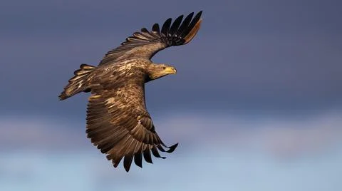 White-tailed eagle in the air in springtime in sunlight Stock Photos