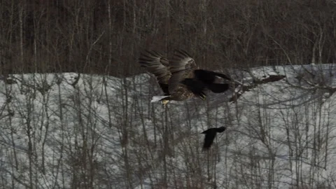 White-tailed Eagle and Crane Stock Footage 332820317