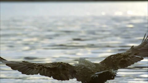 The white-tailed eagle is a bird of prey in the hawk family. Stock Footage