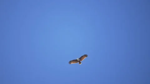 White-tailed eagle is a bird of prey in the hawk family. In flight, the bird hol Stock Footage 294639551
