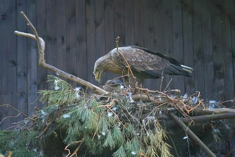A white-tailed eagle bird of prey on its nest with the female incubating he.. Stock Photos