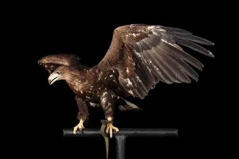 White-tailed eagle, Birds of prey isolated on Black background Stock Photos