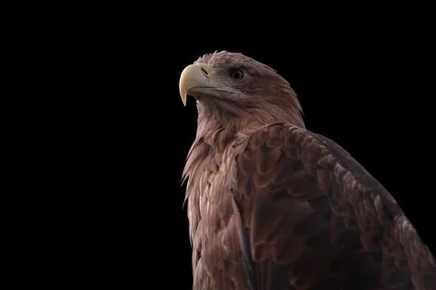 A White-tailed eagle on a black background Stock-Fotos