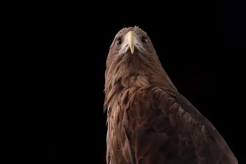 A White-tailed eagle on a black background 스톡 사진