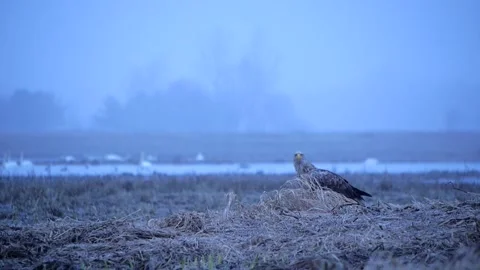 White tailed eagle with blue background Video stock 220089418