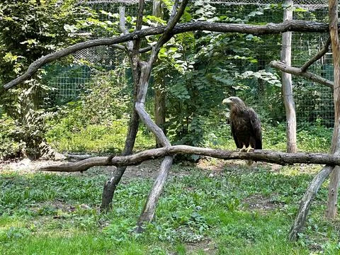 White-tailed eagle in a cage Stock Photos