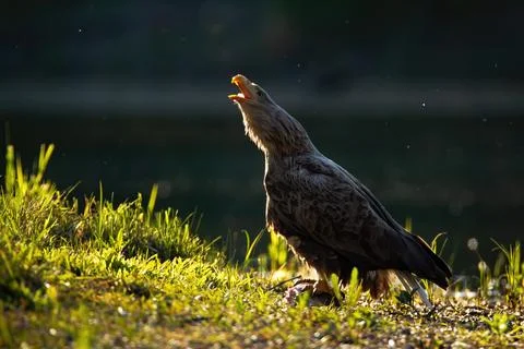 White-tailed eagle calling with open beak on riverbank illuminated by sun Stock Photos