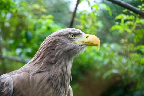 White tailed eagle in captivity Foto stock