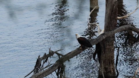White-Tailed Eagle with Catch Perched Above Lake | 4K Wildlife Footage Stock Footage 312202036