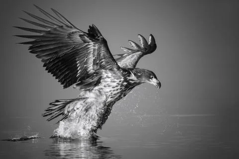 White-tailed Eagle catches the fish in black and white Stock Photos