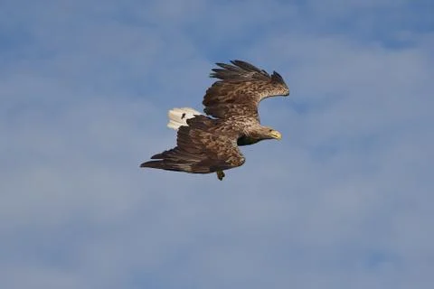White tailed Eagle Catching eel Raptor Lake Hunting Stock Photos
