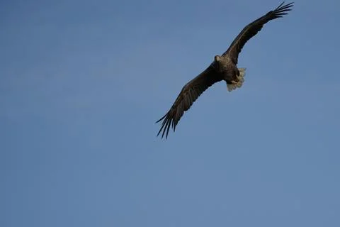 White tailed Eagle Catching eel Raptor Lake Hunting Wings Flying Stock Photos