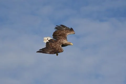 White tailed Eagle Catching eel Raptor Lake Hunting Stock Photos