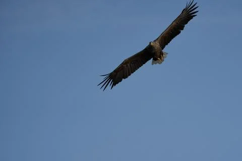 White tailed Eagle Catching eel Raptor Lake Hunting Wings Flying Stock Photos