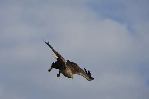 White tailed Eagle Catching eel Raptor Lake Hunting Dive Stock Photos