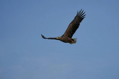 White tailed Eagle Catching eel Raptor Lake Hunting Wings Flying Stock Photos