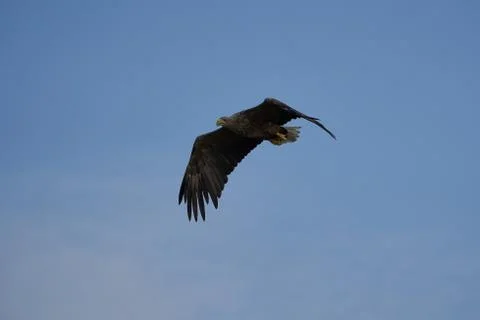 White tailed Eagle Catching eel Raptor Lake Hunting Flying Stock Photos