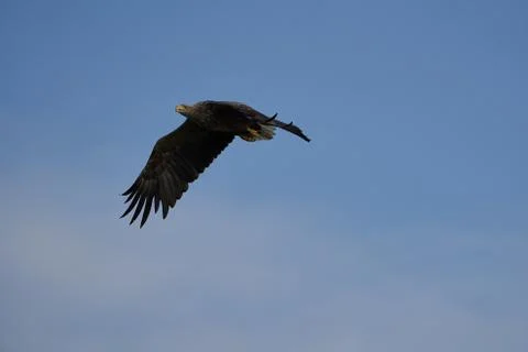 White tailed Eagle Catching eel Raptor Lake Hunting Flying Stock Photos