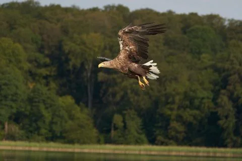 White tailed Eagle Catching eel Raptor Lake Hunting Foto stock