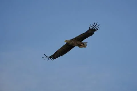 White tailed Eagle Catching eel Raptor Lake Hunting Flying Wings Stock Photos
