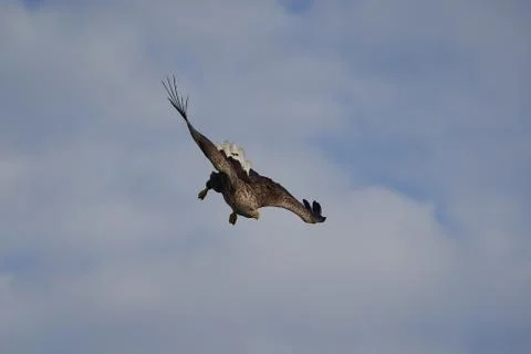 White tailed Eagle Catching eel Raptor Lake Hunting Dive Stock Photos