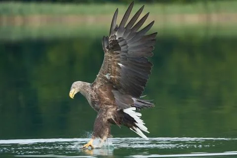 White tailed Eagle Catching eel Raptor Lake Hunting Stock Photos