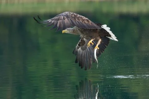 White tailed Eagle Catching eel Raptor Lake Hunting Stock Photos