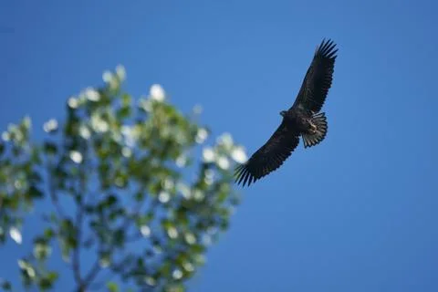 White tailed Eagle Catching eel Raptor Lake Hunting Stock Photos