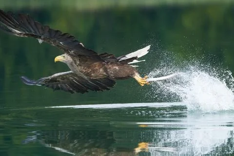 White tailed Eagle Catching eel Raptor Lake Hunting Stock Photos