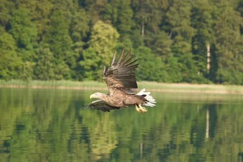 White tailed Eagle Catching eel Raptor Lake Hunting Stock Photos