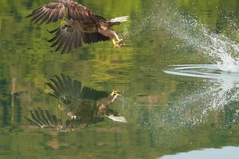 White tailed Eagle Catching eel Raptor Lake Hunting Foto stock