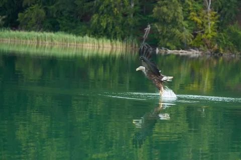 White tailed Eagle Catching eel Raptor Lake Hunting Stock Photos