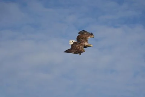 White tailed Eagle Catching eel Raptor Lake Hunting Stock Photos