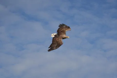 White tailed Eagle Catching eel Raptor Lake Hunting Stock Photos